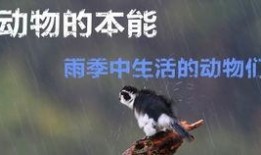 动物性本能在线观看,在线观看揭示自然界的生存智慧